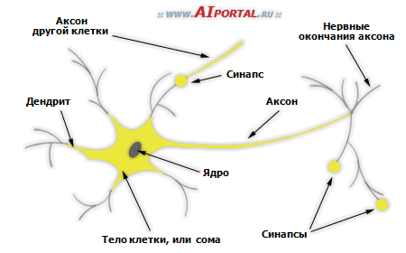 Нейронная сеть: ядро, аксон, дендрит и синапс